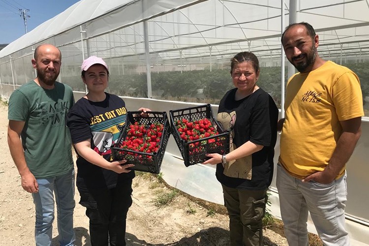 Mühendis çift mesleklerini bırakıp çilek serası kurdu