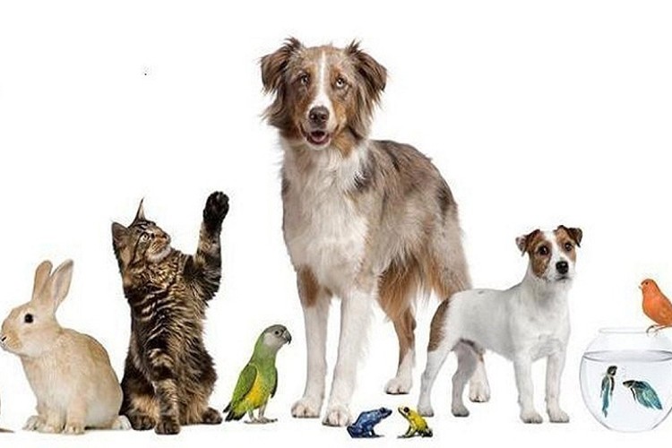 Evcil hayvan ekosisteminin ilk online zirvesi 19-28 Mart'ta