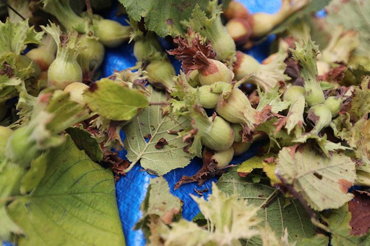 Şile'nin verimli topraklarında fındık üretimi sürüyor