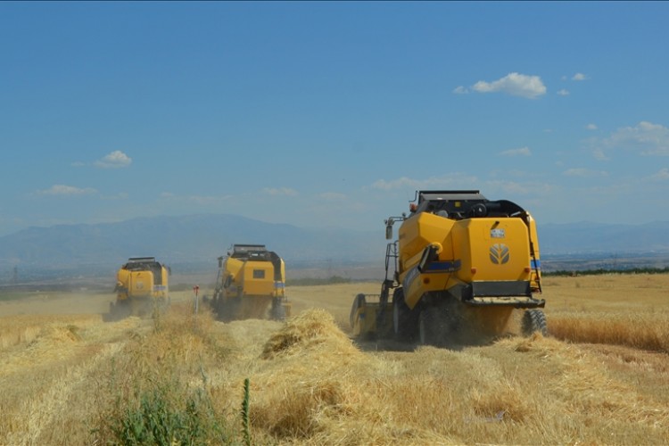 Malatya'da yılın ilk buğday hasadı yapıldı