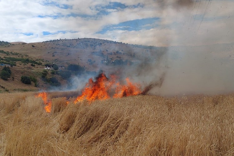 Tunceli'de çıkan yangın 10 dönümlük buğday tarlasına zarar verdi