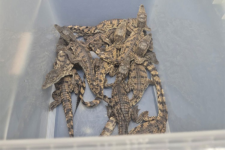 Kaçak yollarla Türkiye'ye getirilen timsahlara el konuldu