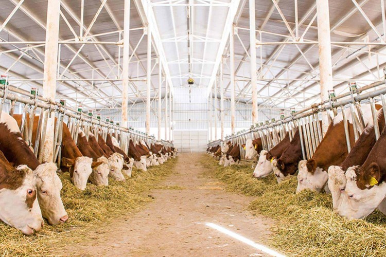 Tarımsal destekte aslan payı hayvancılığın