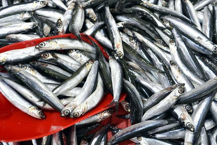 Hamsinin kilosu 50 lira