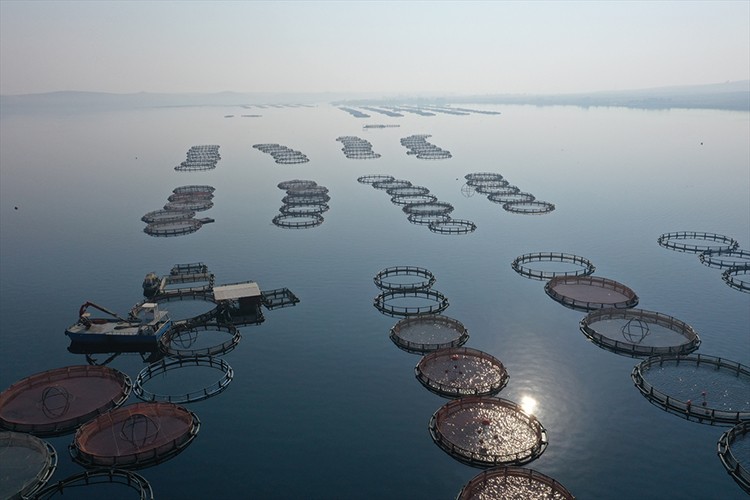 Fırat Nehri'nde ailecek ürettikleri balık ve havyarları ihraç ediyorlar