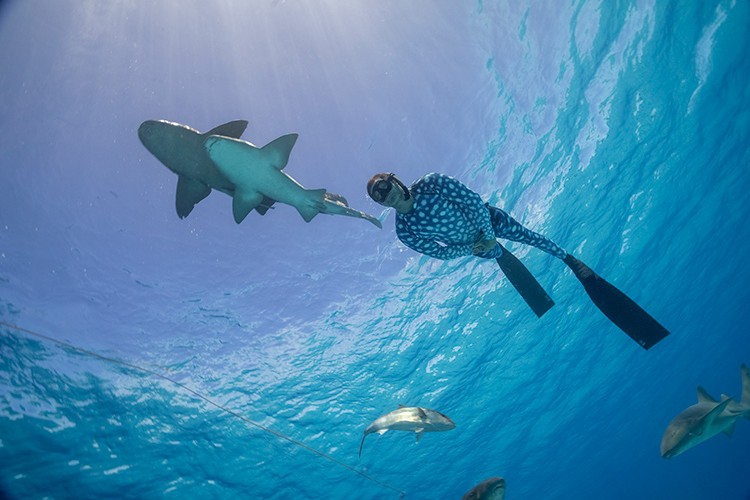 Denizaltı ve Yeryüzündeki Muhteşem Manzaraları Evlere Getiriyor