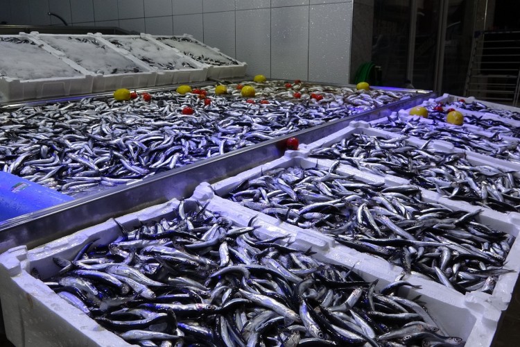 Karadeniz'de hamsi bereketi sürüyor