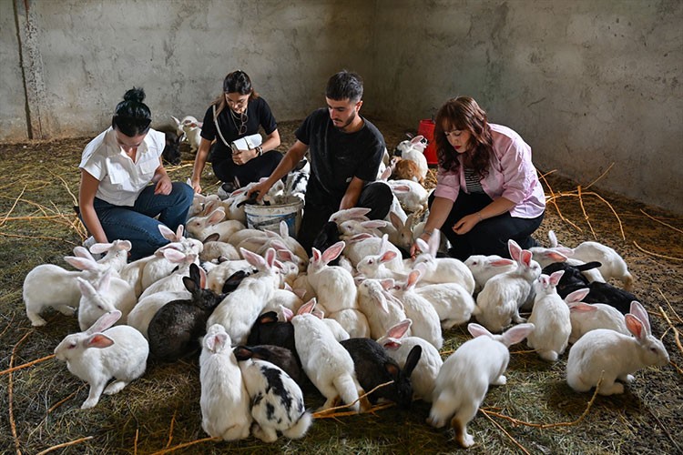 Vanlı genç kurduğu çiftlikte Yeni Zelanda ırkı etlik tavşan yetiştiriyor