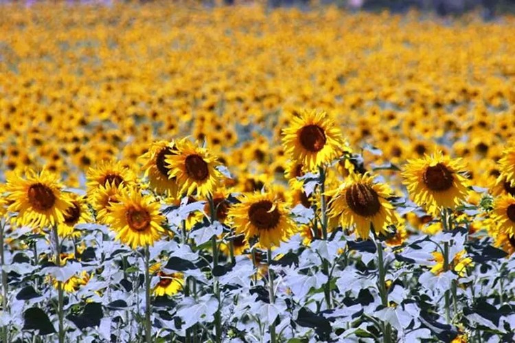 Osmaniye'de ayçiçeği ekim alanı genişliyor