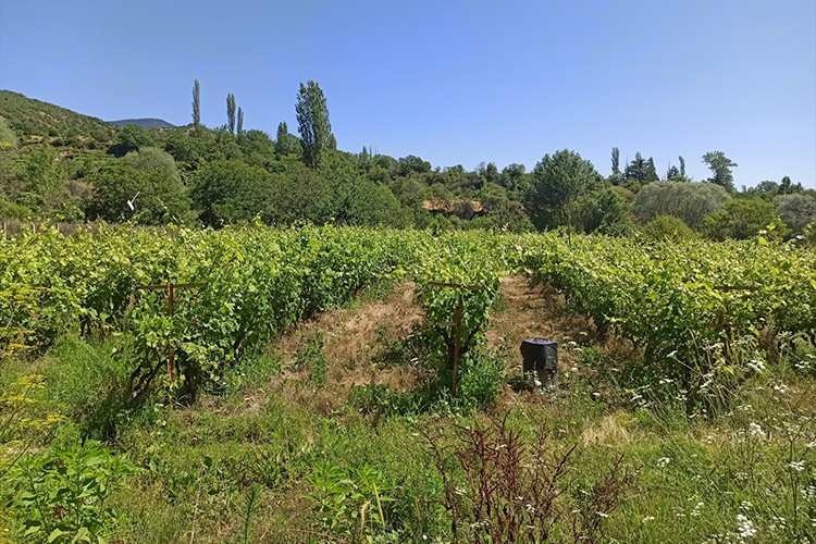 Kahta cinsi üzümün kilogramı 25, yaprağı 100 liraya satılıyor