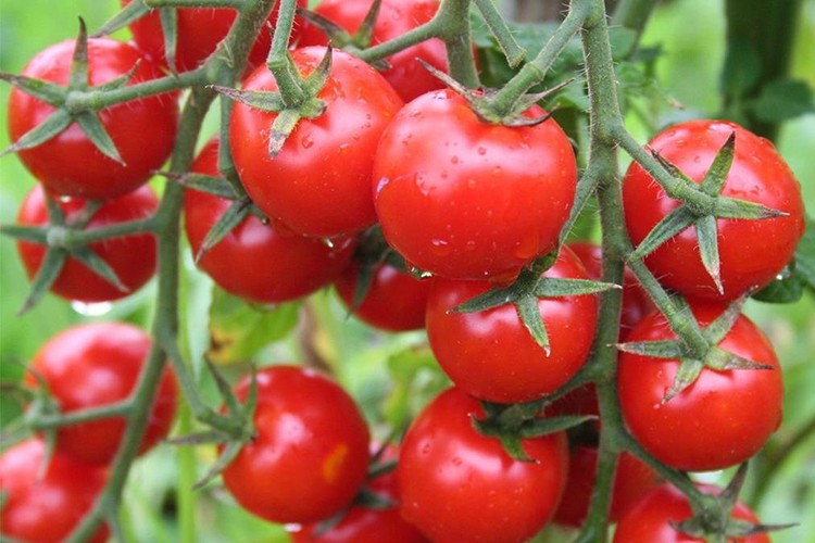 En çok domatesin fiyatı arttı