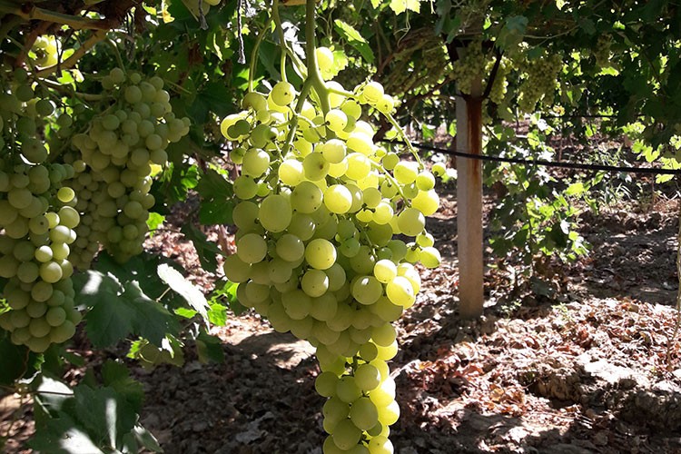 Superior Seedless üzümü sofralardaki yerini aldı