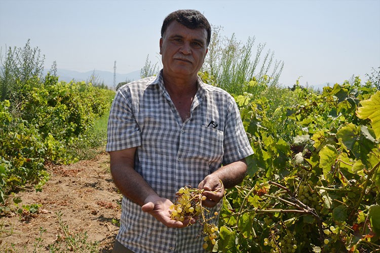 Manisa'da bağlarda görülen "mildiyö" hastalığı verimi düşürdü