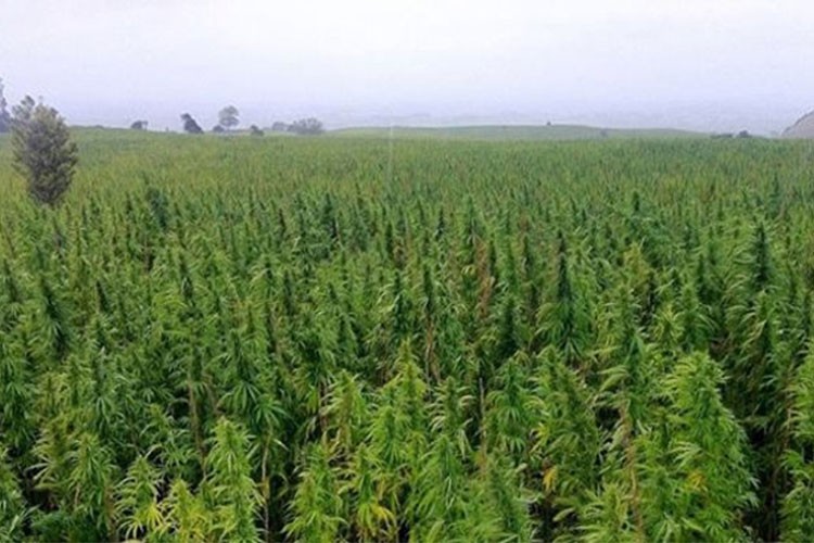 Kenevir yetiştiriciliği kotaları belirlendi