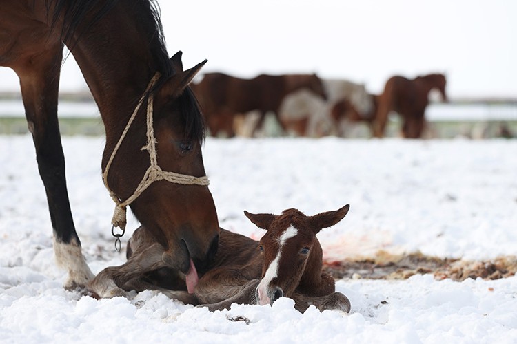 2021'in 60'ıncı tayı karda doğdu