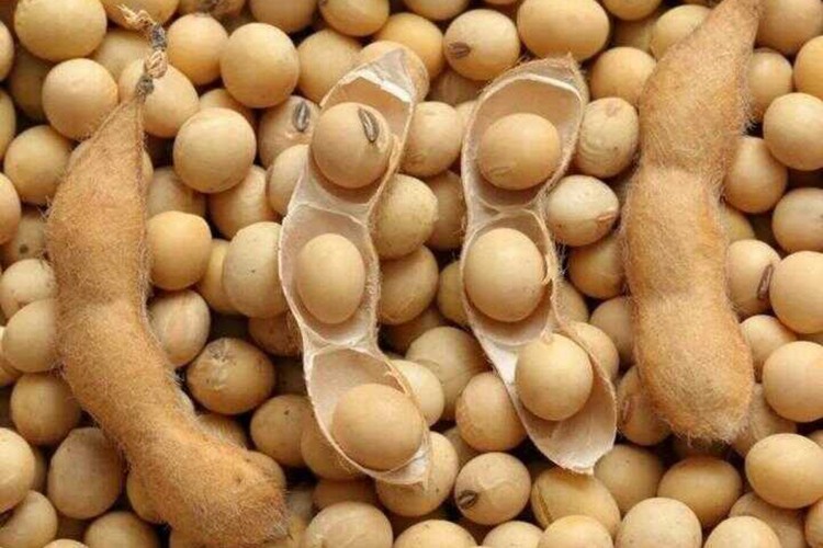 AB - Çin görüşmesi soya fasulyesindeki stratejik önemi ortaya koydu