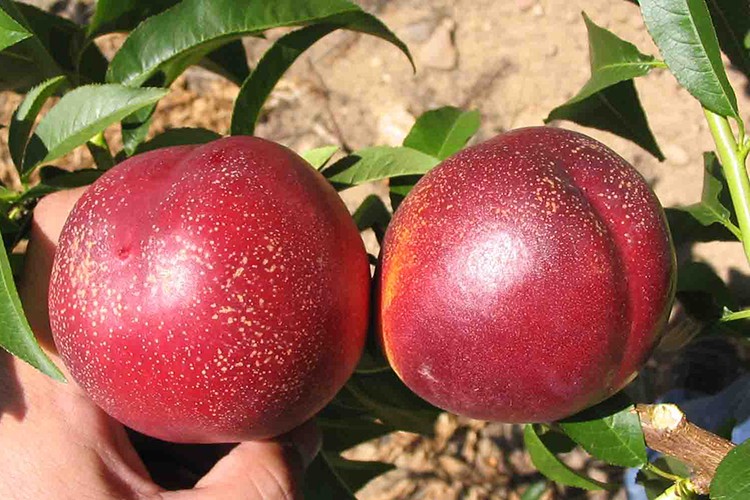 20 ton nektarin iade