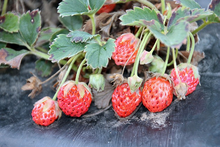 Osmanlı çileğinin hasadına başlandı