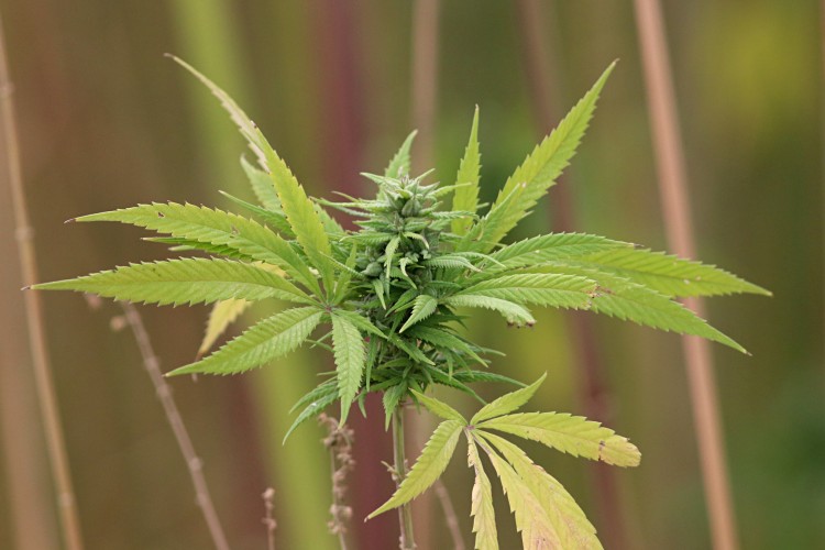 Atığı olmayan ürün: Kenevir