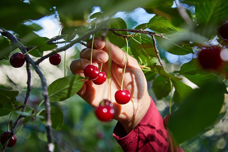 Elite Naturel'den organik gıdada dev üretim hamlesi