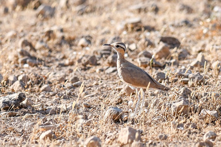 "Çölkoşarı" Şanlıurfa'da fotoğraflandı