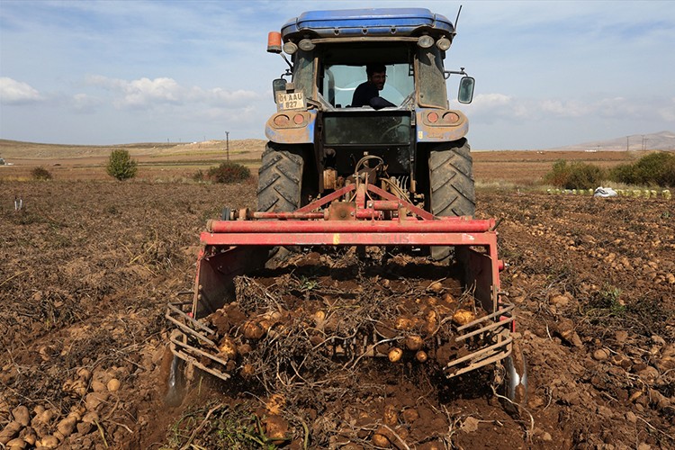 Bitlis'te yemeklik patates üretimi hedefleniyor
