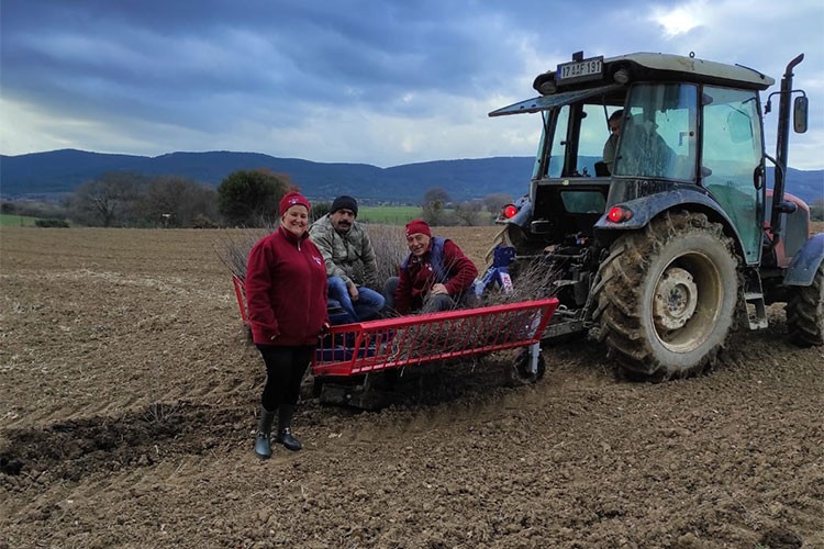 Tarımda Don Felaketi Aronyayı Etkilemedi