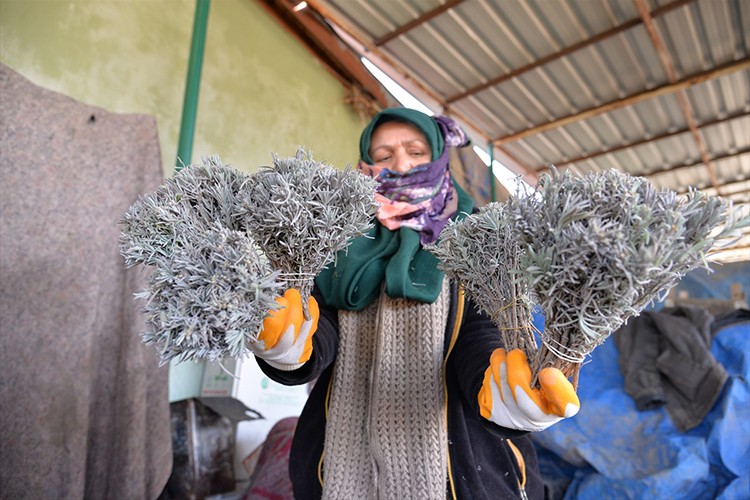 Özbekistan'a 35 bin demet lavanta