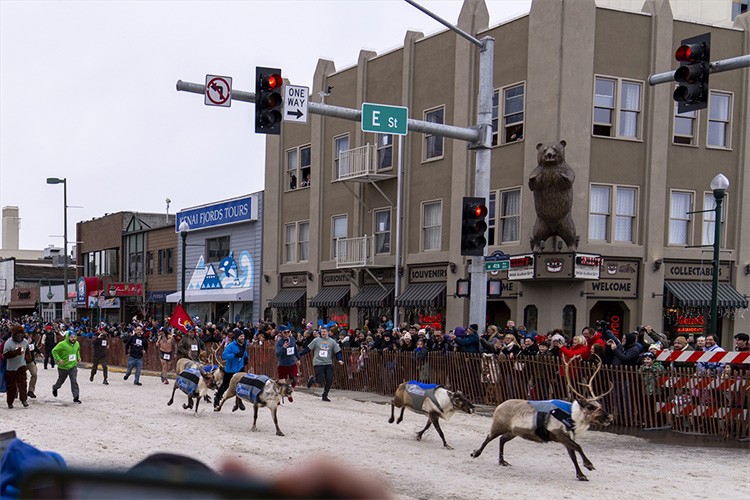Alaska'da Ren Geyiği Koşuşu