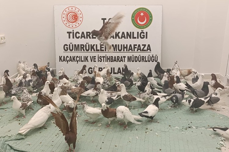 Gürbulak Gümrük Kapısı'nda "cancan" cinsi 85 güvercine el konuldu