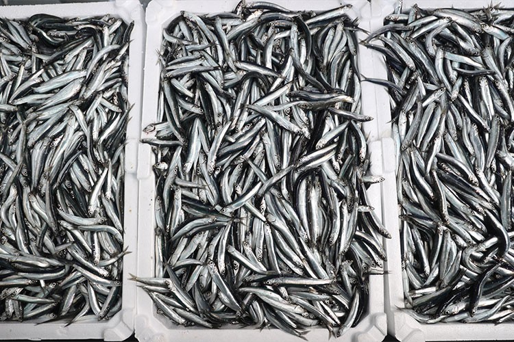 İğneada açıklarındaki hamsi bolluğu balıkçıların yüzünü güldürdü