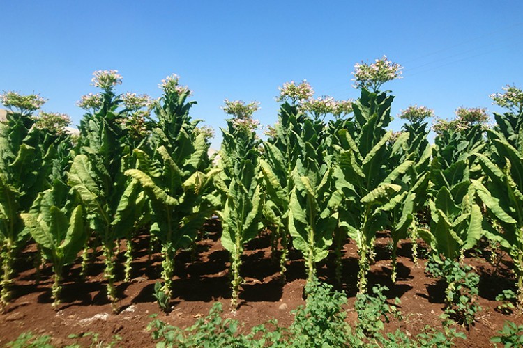 EİB'den ağustos ayında 1 milyar 548 milyon dolarlık ihracat