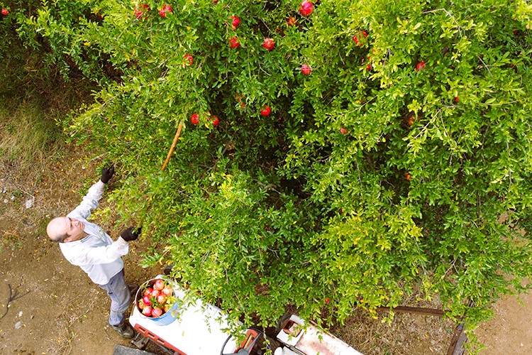 İnhisar narında 7 bin ton rekolte bekleniyor