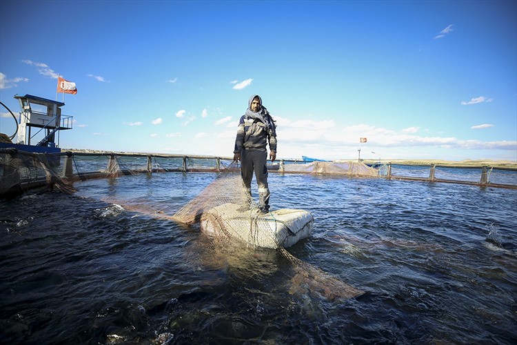 Fırat Nehri balık üretimiyle de adından söz ettiriyor