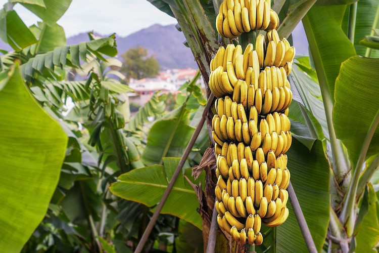 Yerli muza Ar-Ge desteği