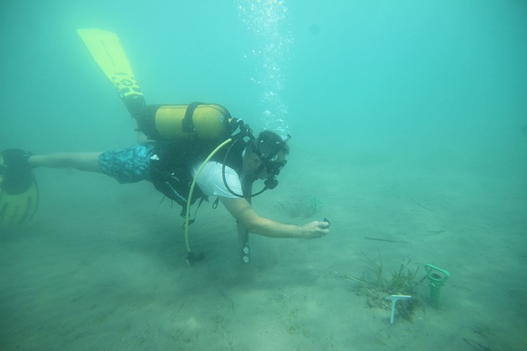 Milas'tan Akdeniz'e örnek deniz çayırı modeli