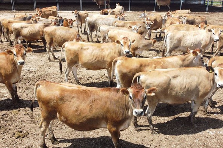 Damızlık hayvan üreme ürünlerine ilişkin usul ve esaslar belirlendi