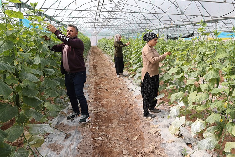 Kurduğu serada üretime katkı sağlıyor