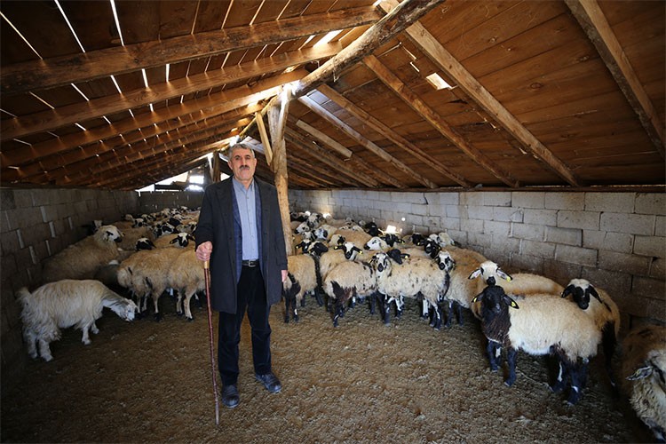 Koyun sayısını 300'den 1020'ye çıkardı