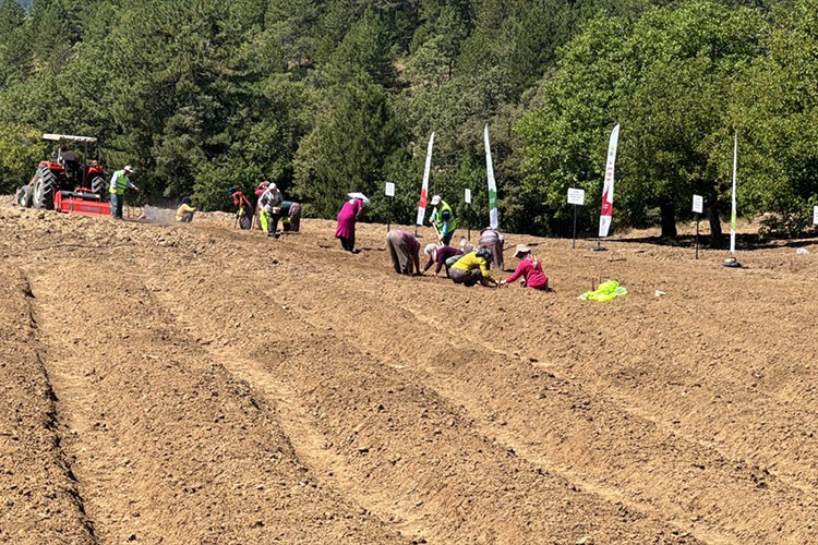 Karabük'te 10 dekar alana safran ekildi