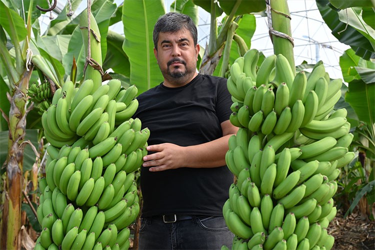 Muz serası kuran mimar ihracat hedefliyor