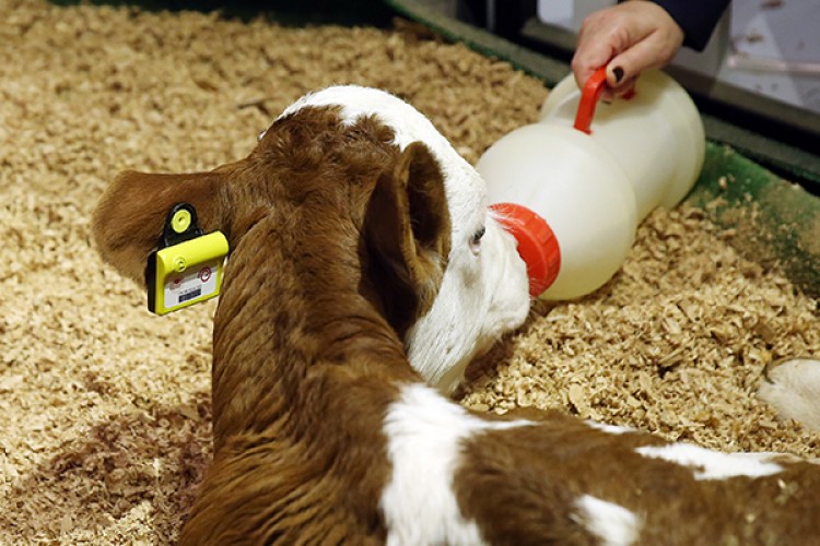 "Elektronik küpe" geliyor