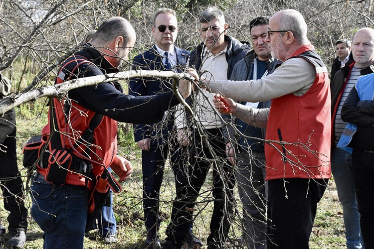 Ordu'da eğitimle fındıkta verim artırılıyor