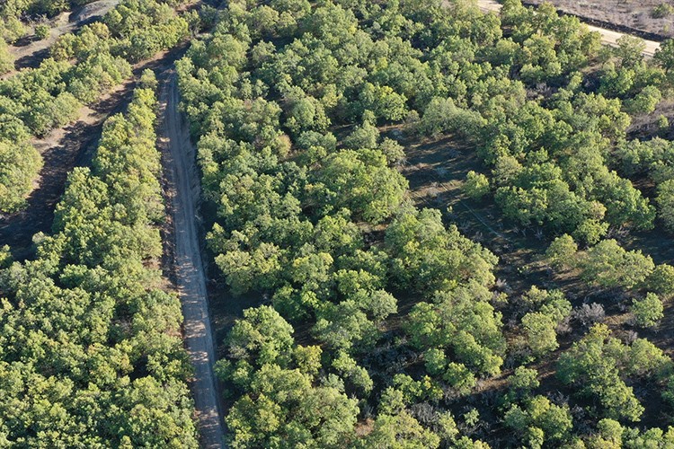 İklim değişikliği meşe ve kestane ormanlarını olumsuz etkiliyor