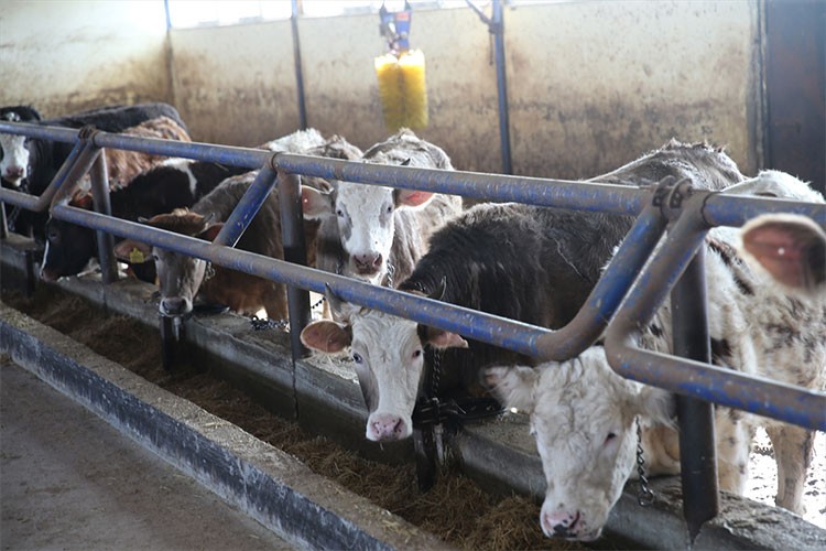 Gurbetten dönen çiftçi, büyükbaş hayvan sürüsü sahibi oldu