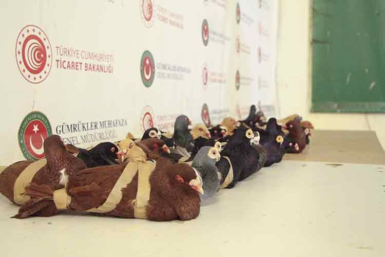 Kapıkule Gümrük Kapısı'nda 44 canlı güvercin ele geçirildi
