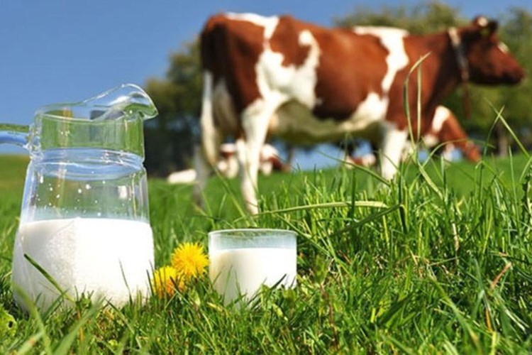 İnek sütü miktarı yıllık yüzde 6,4 arttı