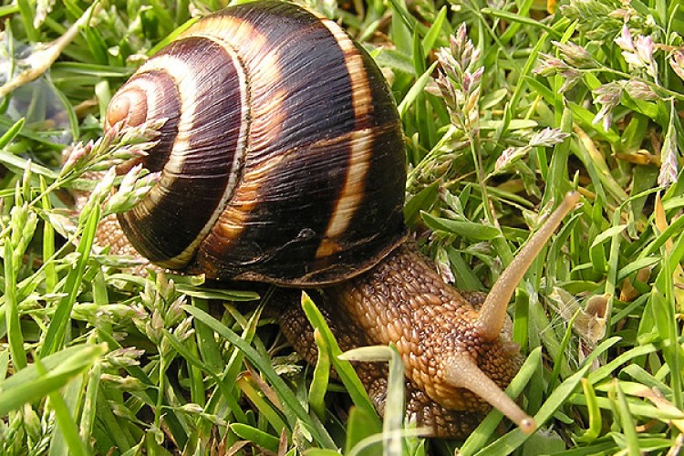 Kara salyangozu AB ülkelerine ihraç ediliyor