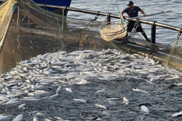 Doğal liman kenti Sinop'ta, geçen yıl 27 bin ton Türk somonu üretildi
