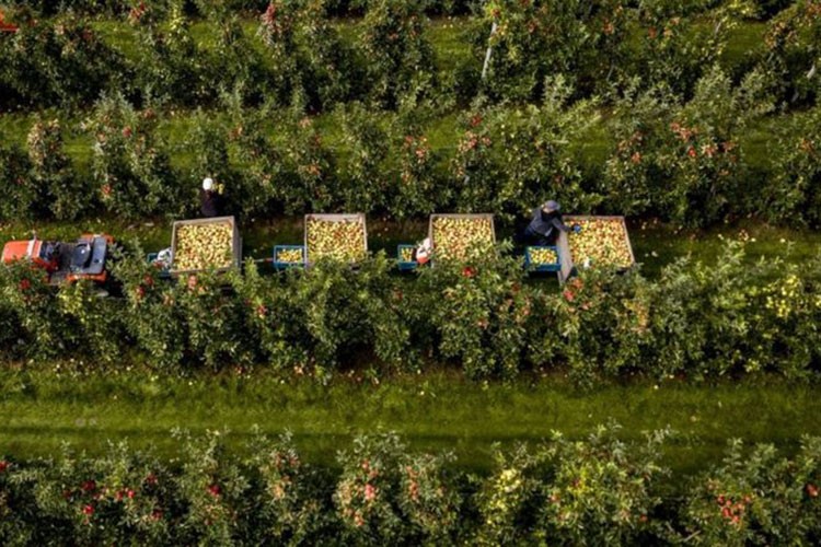 Tarım sektöründen rekor ihracat